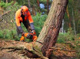 Lincoln, ID Tree Removal and Landscaping Services Company